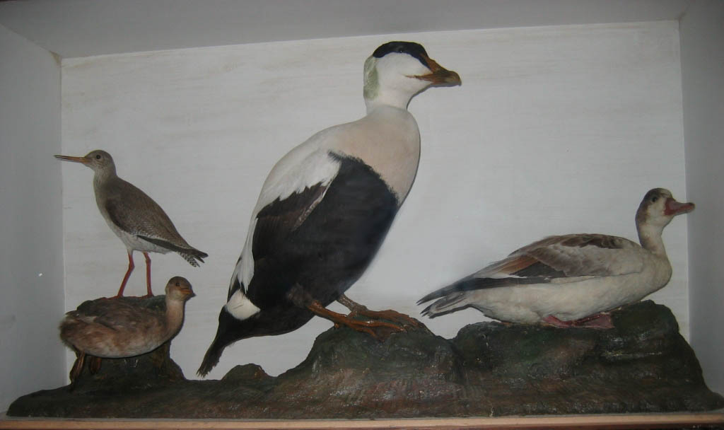 Eider, Grebe et al (Jackson)[2].JPG